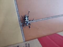 Steirastoma marmoratum