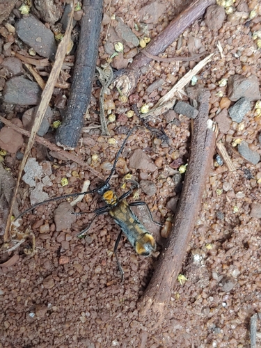 Neomallocera