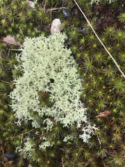 Cladonia confusa