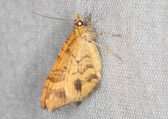 Chrysolarentia correlata