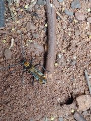 Neomallocera opulenta