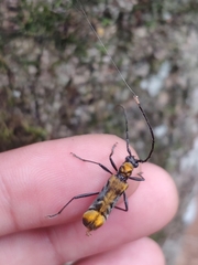 Neomallocera opulenta