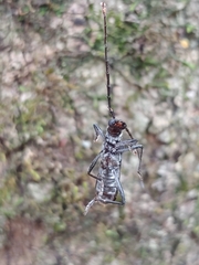 Neomallocera opulenta