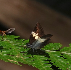 Potamanaxas paralus