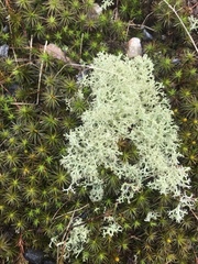 Cladonia confusa