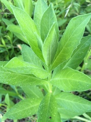 Plectocephalus americanus