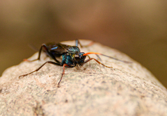 Trachysphyrus irinus