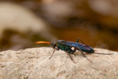 Trachysphyrus irinus