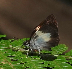 Potamanaxas paralus