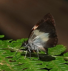 Potamanaxas paralus