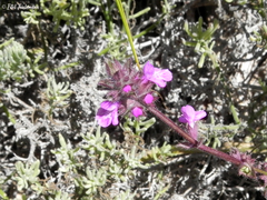 Stachys philippiana