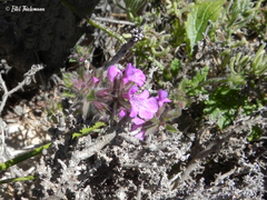 Stachys philippiana