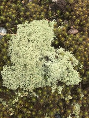 Cladonia confusa