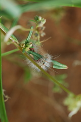 Amsacta senegalensis