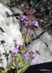 Stachys philippiana