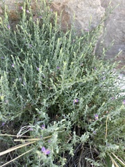 Hebecarpa macradenia