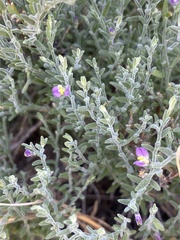 Hebecarpa macradenia