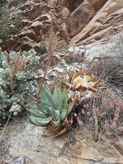 Aloe perfoliata