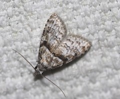 Nola euraphes
