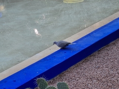 Streptopelia decaocto