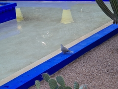 Streptopelia decaocto