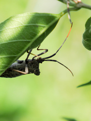 Acanthocephala alata