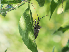 Acanthocephala alata