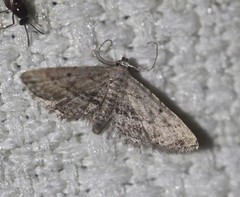 Araeopteron canescens