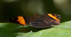 Adelpha boreas