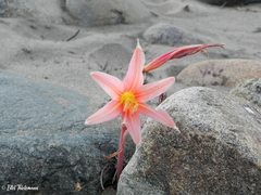 Zephyranthes advena
