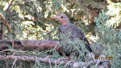 Turdus merula