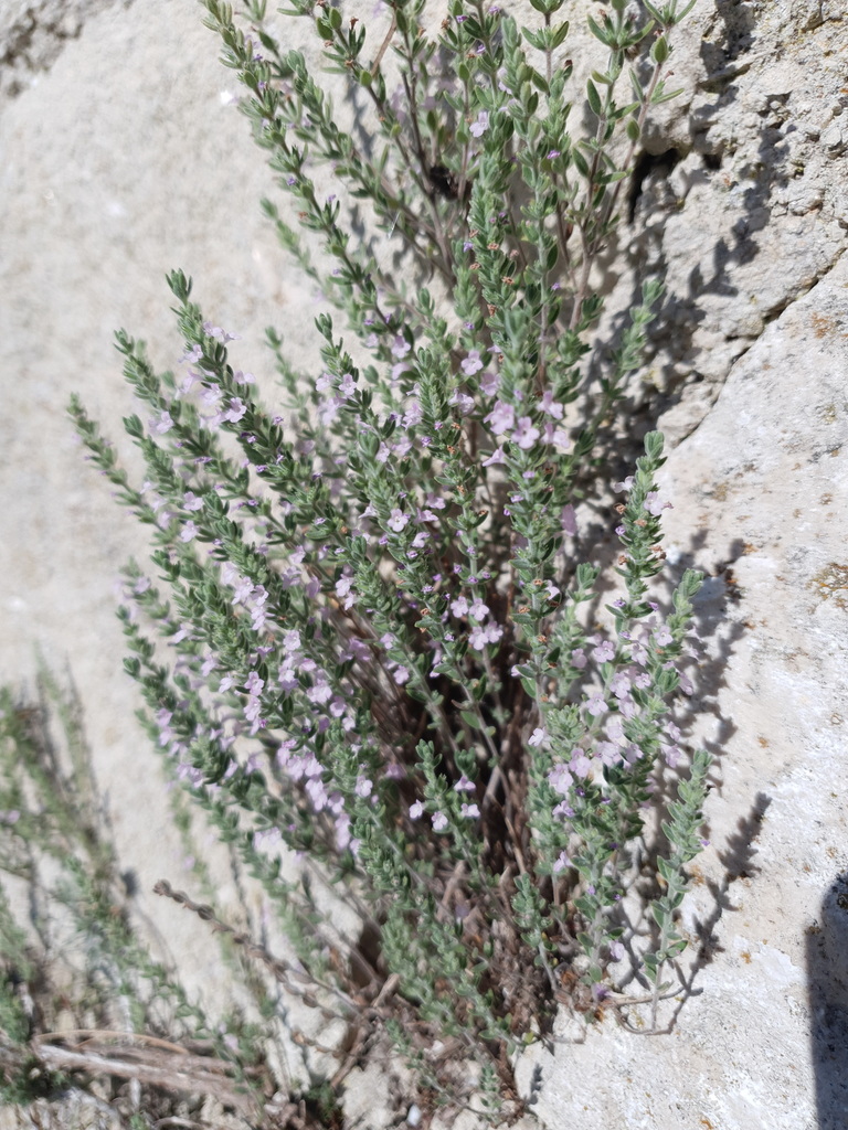 Zakynthos Island Whitweed
