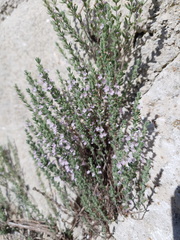 Micromeria browiczii