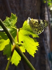 Tatochila autodice blanchardii
