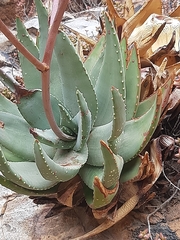 Aloe perfoliata