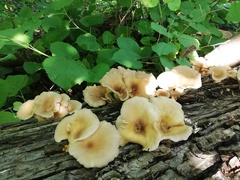 Pleurotus cornucopiae