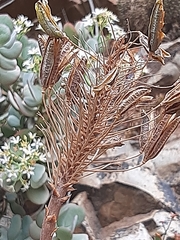 Aloe perfoliata