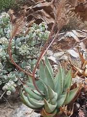 Aloe perfoliata