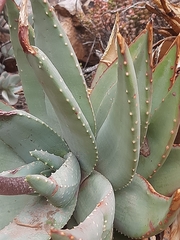 Aloe perfoliata