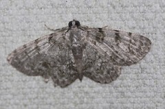 Myrioblephara desumpta