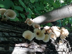 Pleurotus cornucopiae