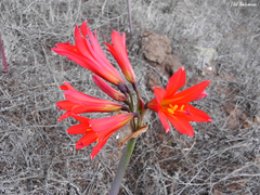 Zephyranthes phycelloides