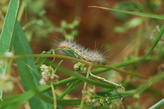 Amsacta senegalensis