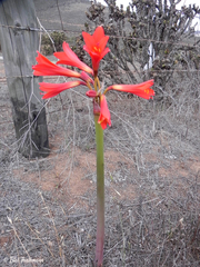 Zephyranthes phycelloides