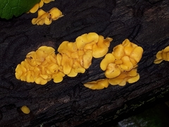 Calycina confluens