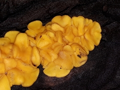 Calycina confluens