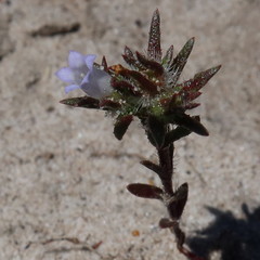 Microcodon glomeratus