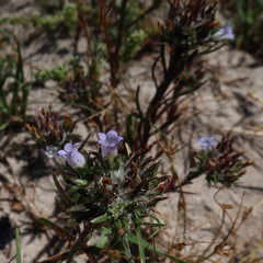Microcodon glomeratus