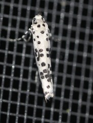 Yponomeuta pustulellus