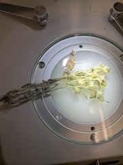 Gamochaeta calviceps